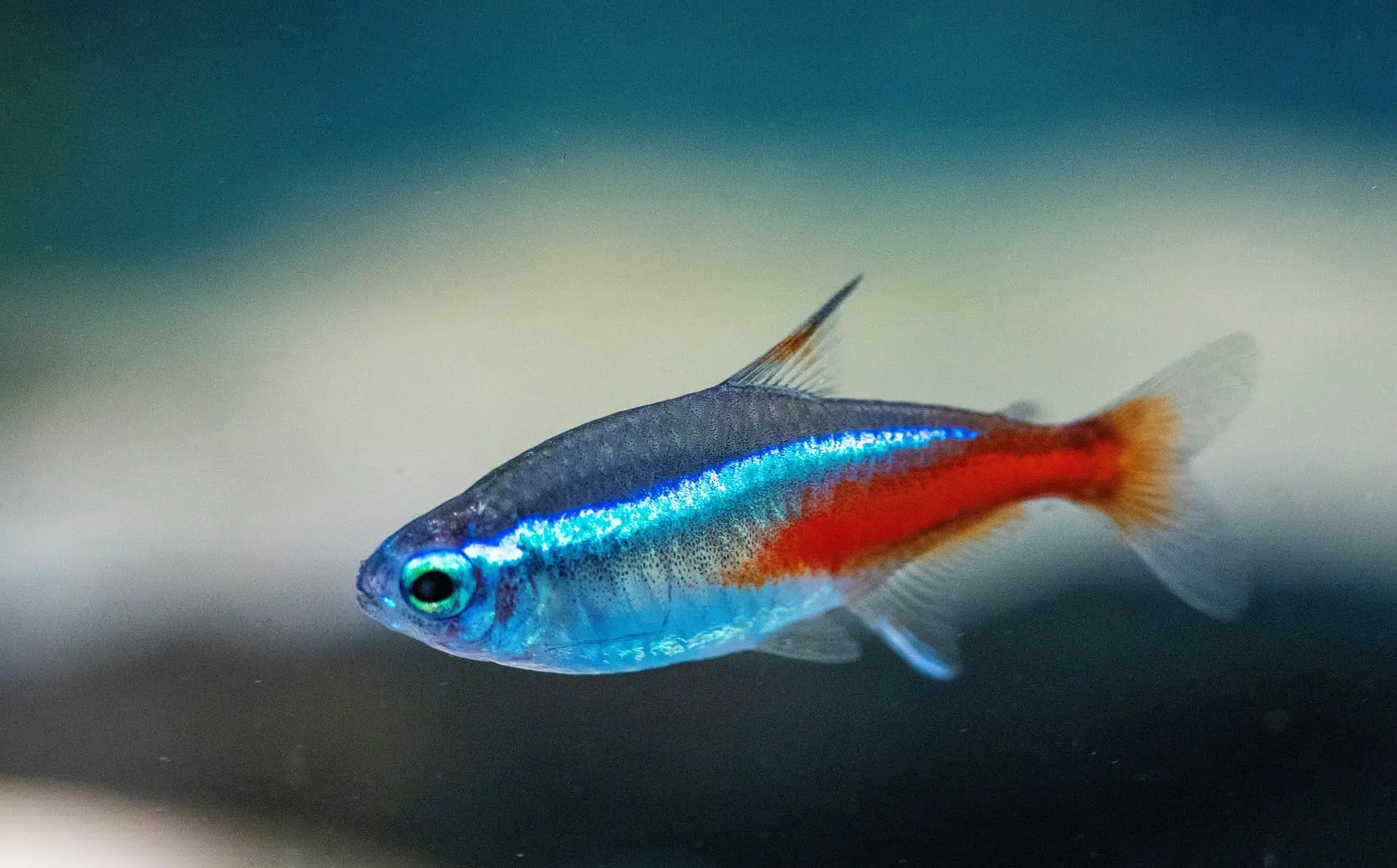 Peixe Tetra Neon nadando em um aquário plantado, com suas cores vibrantes azul e vermelho.